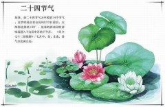 處暑之后注意祛暑，除燥潤(rùn)津的藥膳推薦給家人～